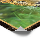 Poster Photo Leopard Closeup Imprimer l'affiche (Coin)
