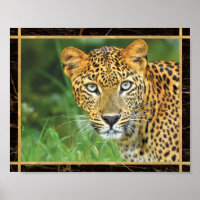 Photo Leopard Closeup Imprimer l'affiche