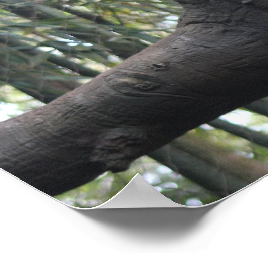 Poster Photo léopard obscurci (Coin)