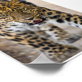 Poster Photo Leopard Running (Coin)