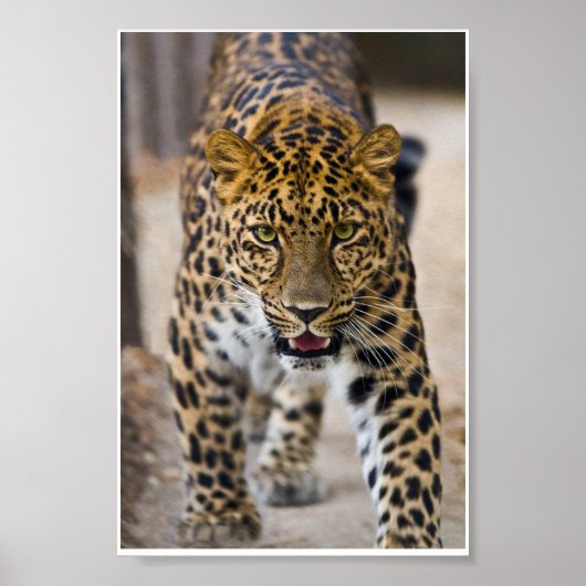Poster Photo Leopard Running (Devant)