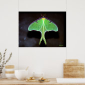 Poster photo Luna Moth (Cuisine)