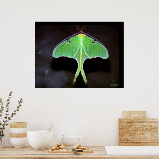 Poster photo Luna Moth (Cuisine)