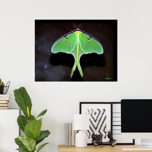 Poster photo Luna Moth (Bureau à domicile)