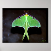 Poster photo Luna Moth (Devant)