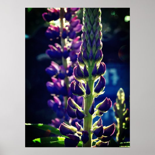 Poster photo Lupina (Devant)