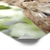Poster Photo lynx cat, animaux. (Coin)