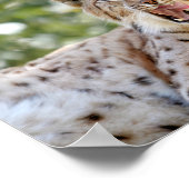 Poster Photo lynx cat, animaux. (Coin)