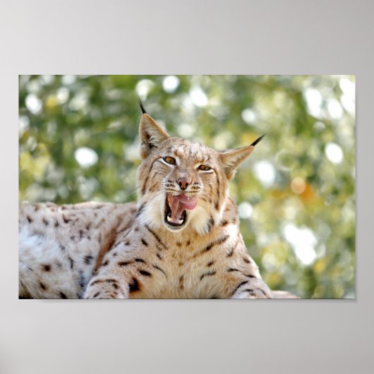 Poster Photo lynx cat, animaux. (Devant)