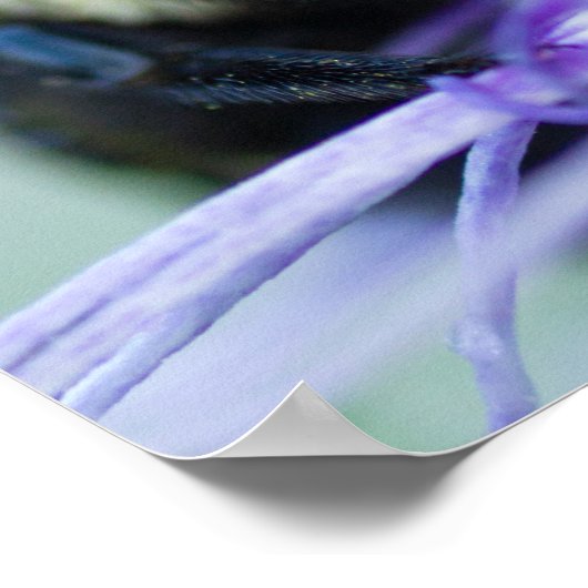 Poster Photo macro de Bumble Bee (Coin)