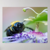 Poster Photo macro de Bumble Bee (Devant)