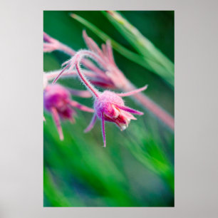 Poster Photo macro de fleurs de prairie dans le Montana