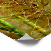 Poster Photo macro de l'herbe de Foxtail (Coin)