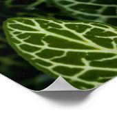 POSTER PHOTO MACRO DE PLANTES VERTS (Coin)
