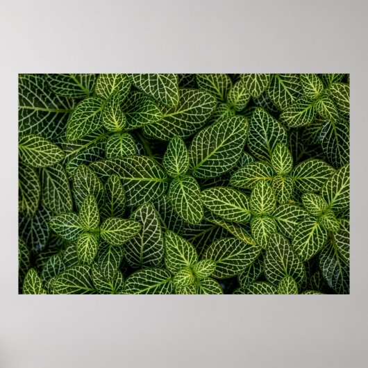 POSTER PHOTO MACRO DE PLANTES VERTS (Devant)