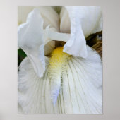 Poster Photo macro d'une Iris à barbe blanche en fleurs (Devant)