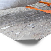 Poster Photo Mallard Duck (Coin)