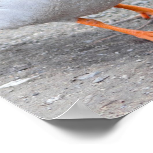 Poster Photo Mallard Duck (Coin)