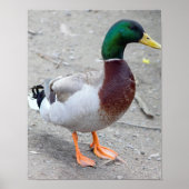 Poster Photo Mallard Duck (Devant)