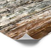 Poster Photo Mammifère du raton laveur de la faune (Coin)