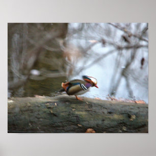 Poster Photo Mandarin Duck