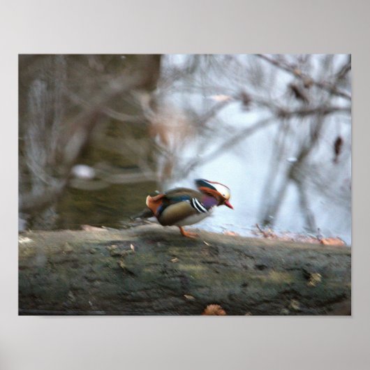 Poster Photo Mandarin Duck (Devant)