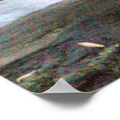 Poster photo Mandarin Duck (Coin)