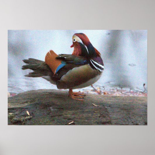 Poster photo Mandarin Duck (Devant)