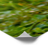 Poster Photo mignonne tournant Chien Shih Tzu (Coin)