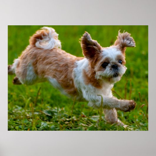 Poster Photo mignonne tournant Chien Shih Tzu (Devant)