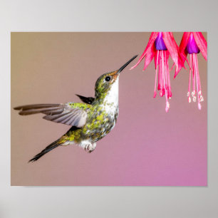 Poster Photo Nature Fuchsia