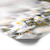 Poster Photo nature gosling (Coin)