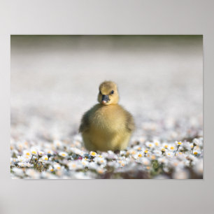 Poster Photo nature gosling