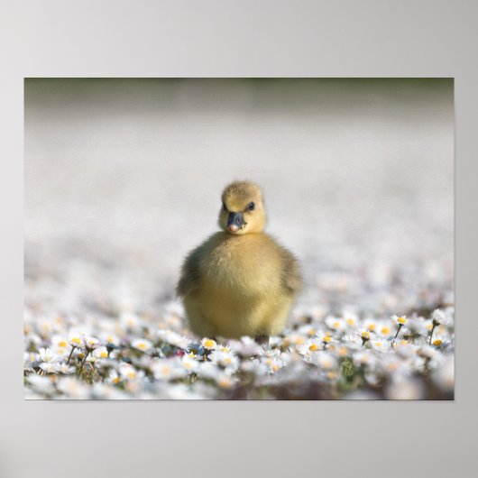 Poster Photo nature gosling (Devant)