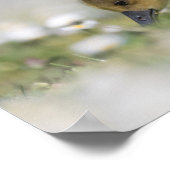 Poster Photo nature gosling (Coin)