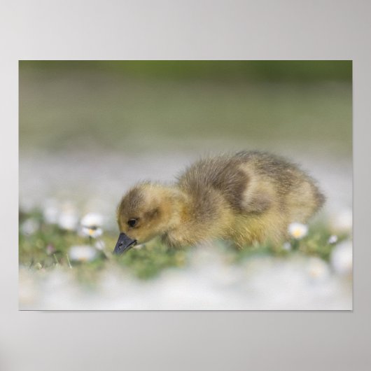 Poster Photo nature gosling (Devant)