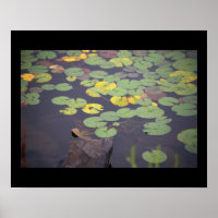 Poster photo nénuphar