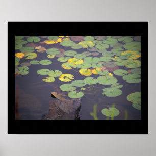 Poster photo nénuphar