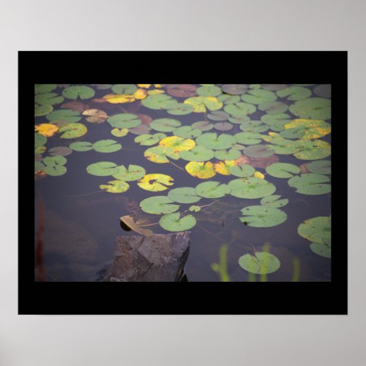 Poster photo nénuphar (Devant)