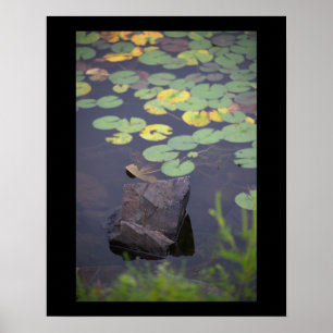 Poster photo nénuphar
