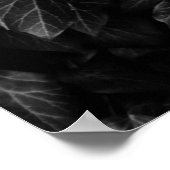 Poster Photo noir et blanc du plante épais de feuilles de (Coin)