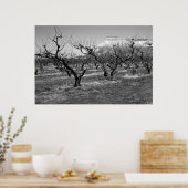 Poster photo noir et blanc paysage de printemps (Cuisine)