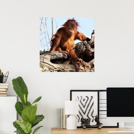 Poster photo Orangutan Ape Monkey (Bureau à domicile)