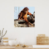 Poster photo Orangutan Ape Monkey (Cuisine)