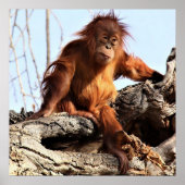 Poster photo Orangutan Ape Monkey (Devant)