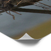 Poster photo Osprey in Nest (Coin)