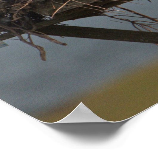 Poster photo Osprey in Nest (Coin)