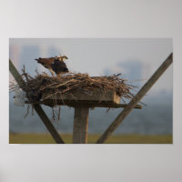 Poster photo Osprey in Nest