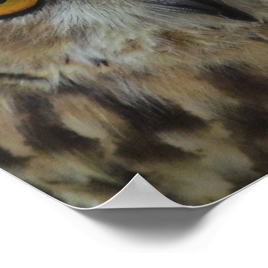 Poster photo Owl Imprimer (Coin)
