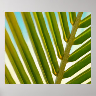 Poster Photo Palm Leaf